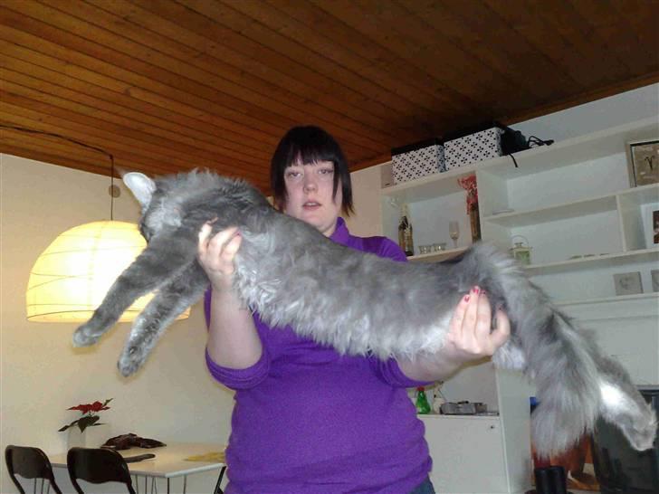 Maine Coon Gigolo Maximus - så stor er jeg nu! ca. 5 måneder billede 5