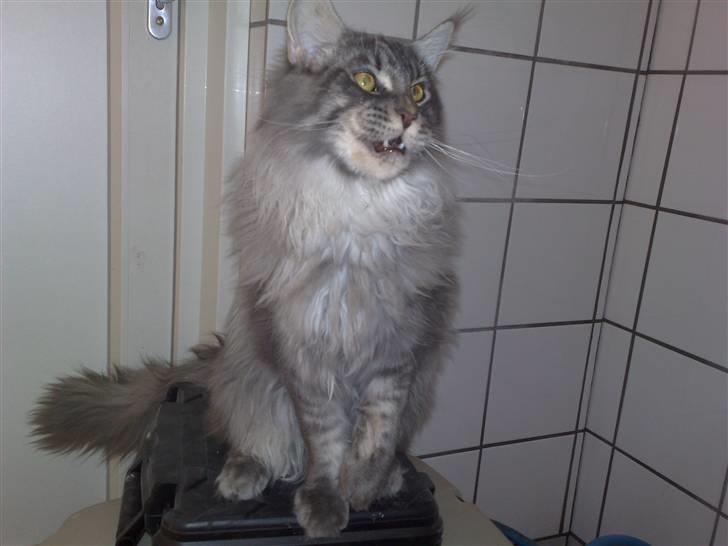 Maine Coon Gigolo Maximus - Sikke farlig jeg er :) billede 6
