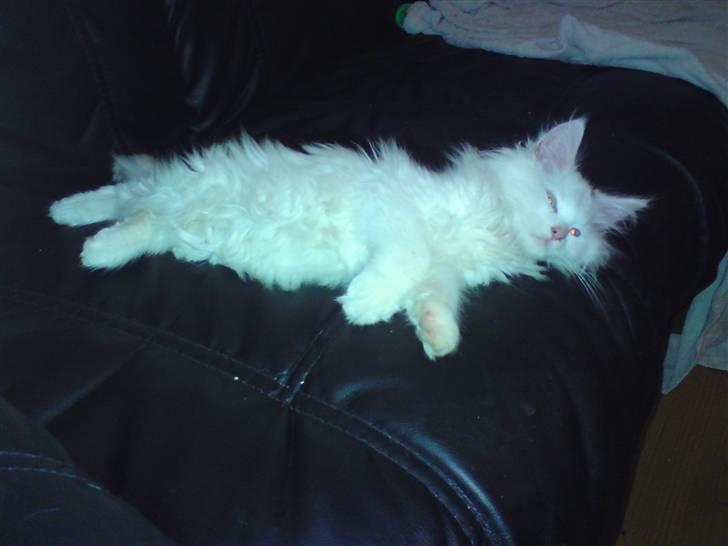 Maine Coon Mr.Noname - død :( billede 1