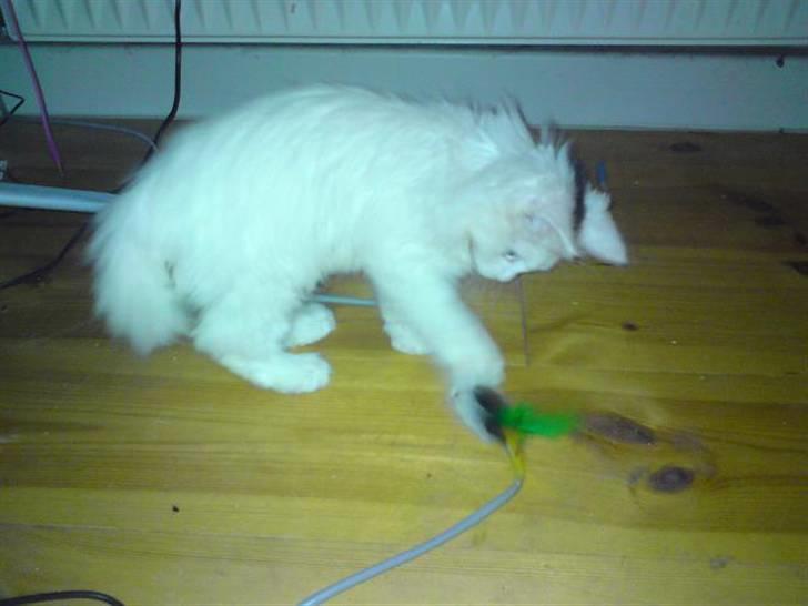 Maine Coon Mr.Noname - død :( billede 2