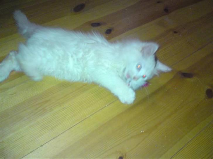 Maine Coon Mr.Noname - død :( billede 3