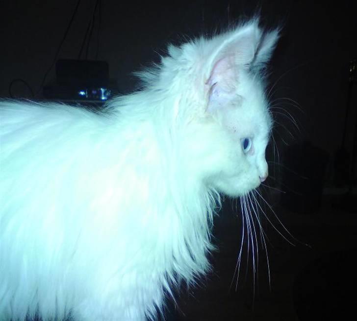 Maine Coon Mr.Noname - død :( billede 4