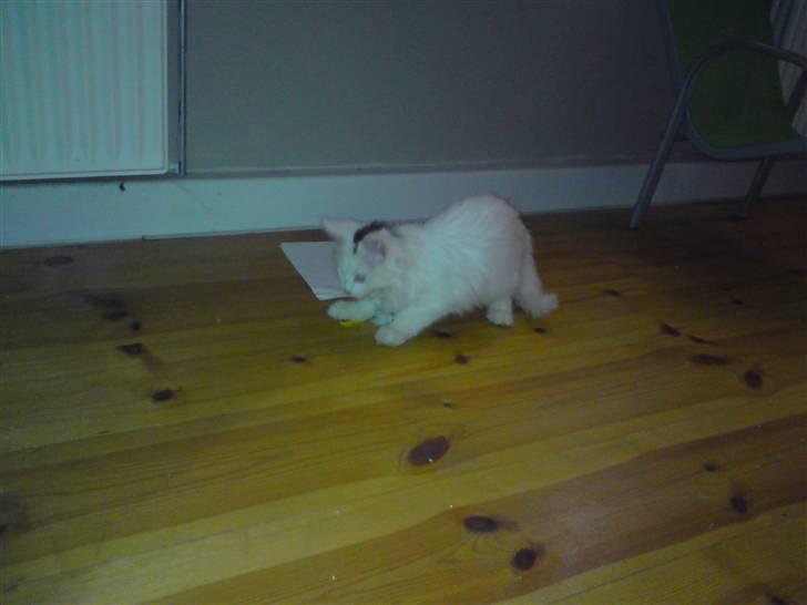 Maine Coon Mr.Noname - død :( billede 5