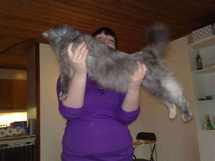 Maine Coon Mille billede 16