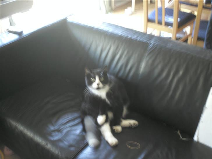 Huskat BUGSY E'lDiaplo Jørgensen billede 10