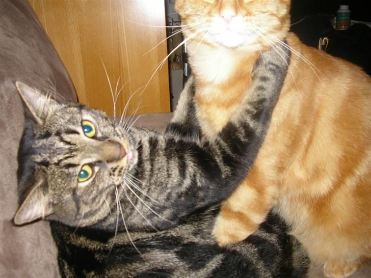 Blanding af racer Lille Fis  - Kæmpe krammer til storebror :) billede 9