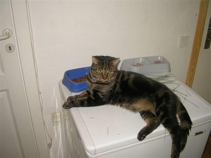 Blanding af racer Lille Fis  - Her vogter jeg .. (Man er vel et madøre) billede 10