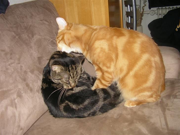 Blanding af racer Lille Fis  - :) billede 11