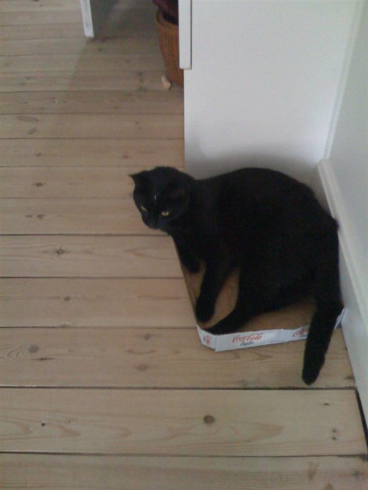 Huskat Zuma - Jeg har fundet mig en kasse.... billede 8