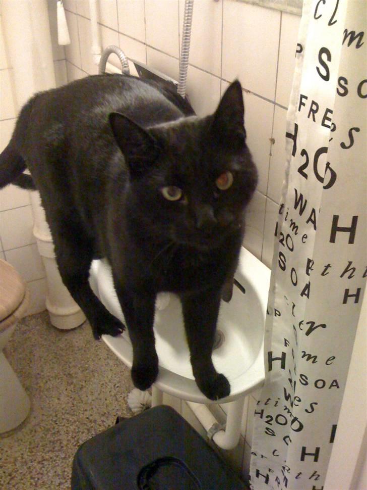 Huskat Zuma - Jeg vil gerne bede om noget vand, tak! billede 9