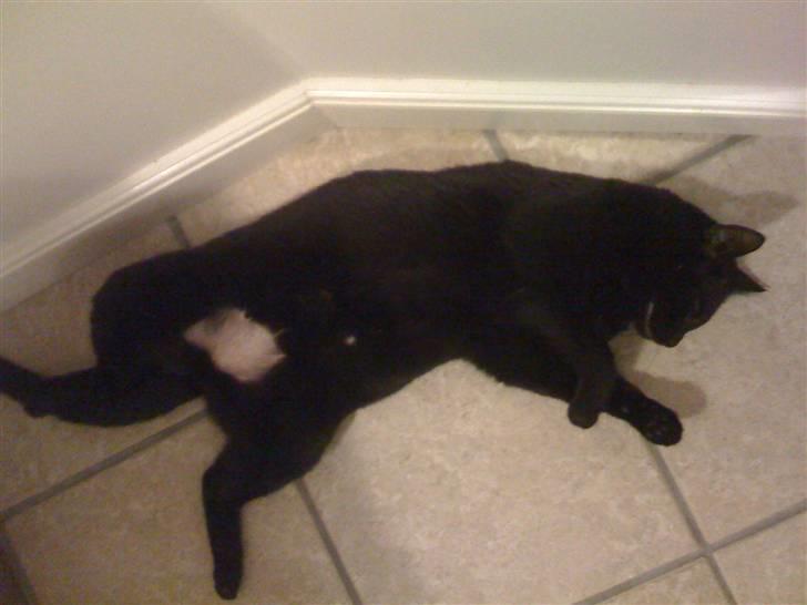 Huskat Zuma -  Mmmmm der er fyret godt op for gulvvarmen. Jeg er stadig bar på maven efter min biopsi af en knude. billede 10