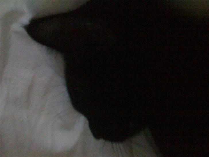 Huskat Zuma - ZZZZzzzzz billede 11