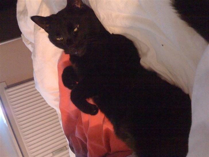 Huskat Zuma - Jeg elsker at min moar sover længe... Det er så dejligt at putte langt op af formiddagen. billede 12