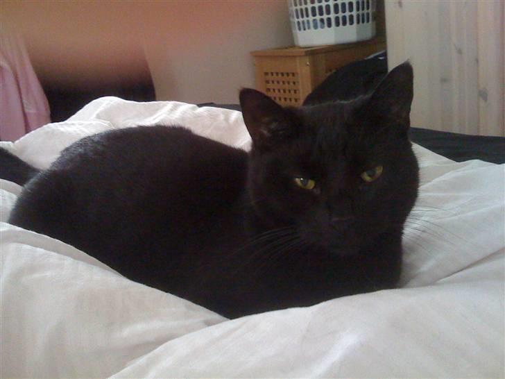 Huskat Zuma - Se hvor smukke øjne jeg har..... billede 13