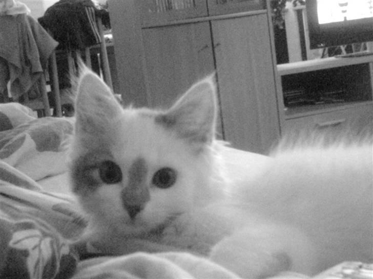 Blanding af racer Herbert - det allerførste billed der ble taget a mig. :) billede 1