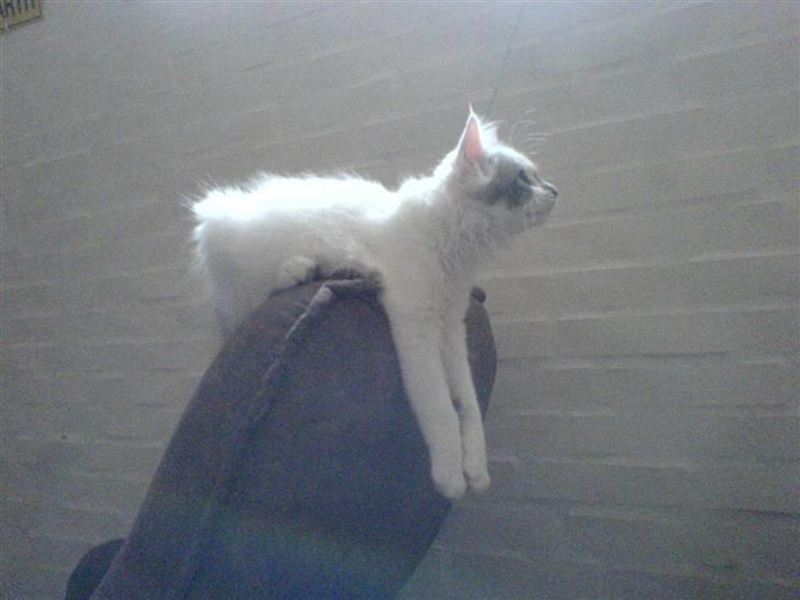 Blanding af racer Herbert - hva ka man sig.. mærkelig måde at sidde/hænge på. billede 2