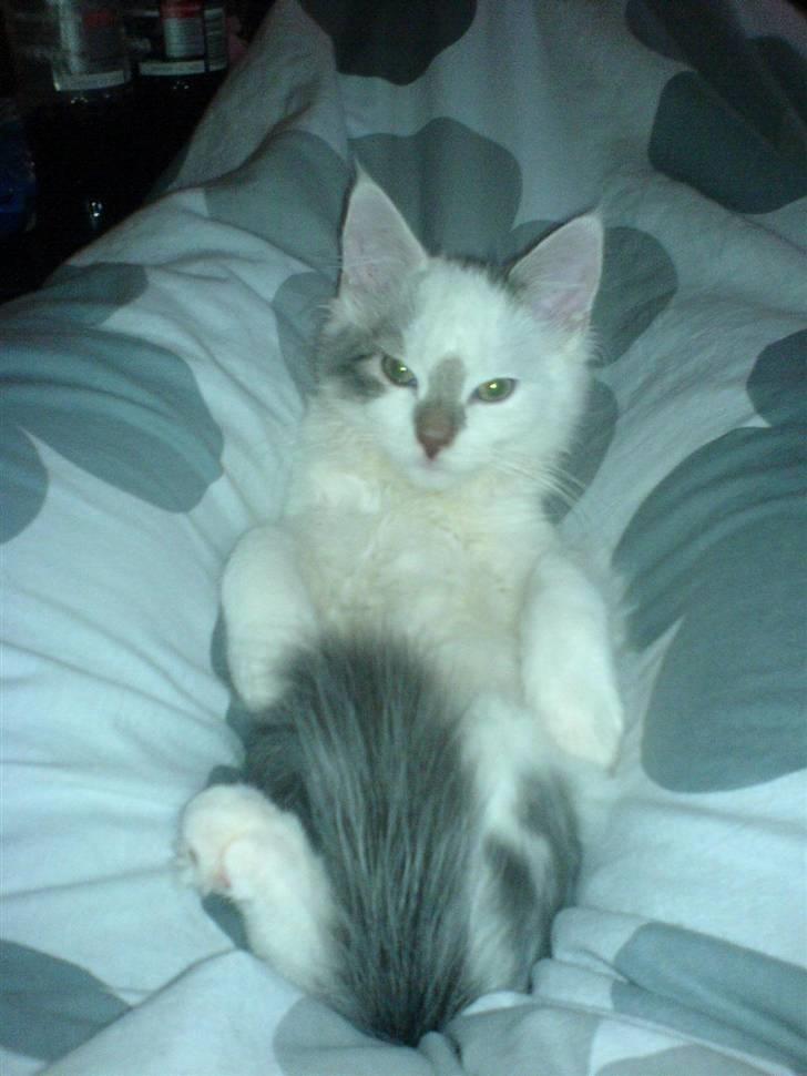 Blanding af racer Herbert - uhm.. man ligger altid godt ved mor... billede 3