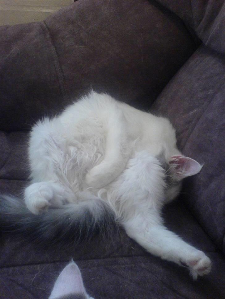 Blanding af racer Herbert - underlig måde at sidde på, underlig måde at sove på...  billede 4