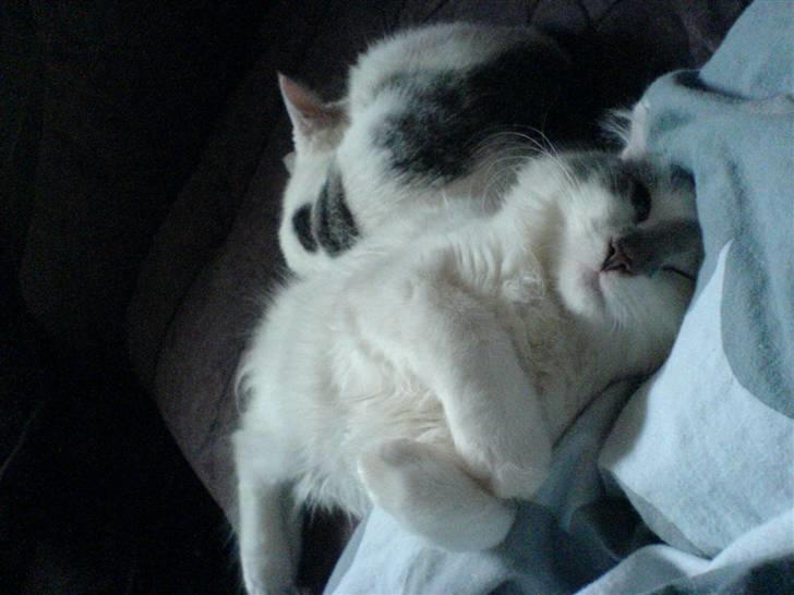 Blanding af racer Herbert - endnu en underlig måde man ska sove på.. billede 5