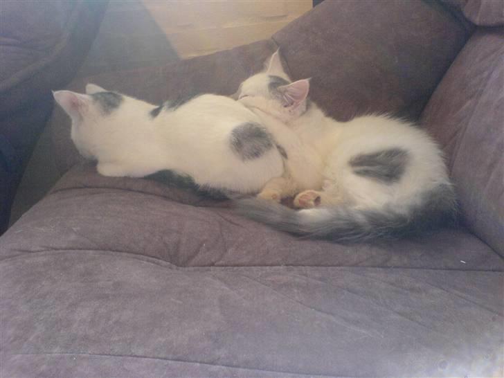 Blanding af racer Herbert - og det blir ved.. bror er bedst... billede 6