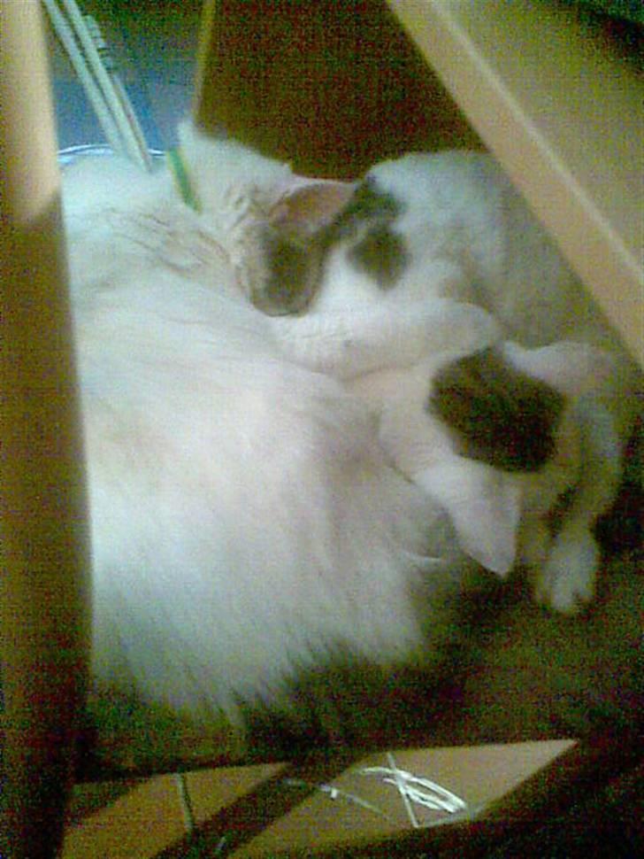 Blanding af racer Herbert - uhm min bror er så sød.. billede 7