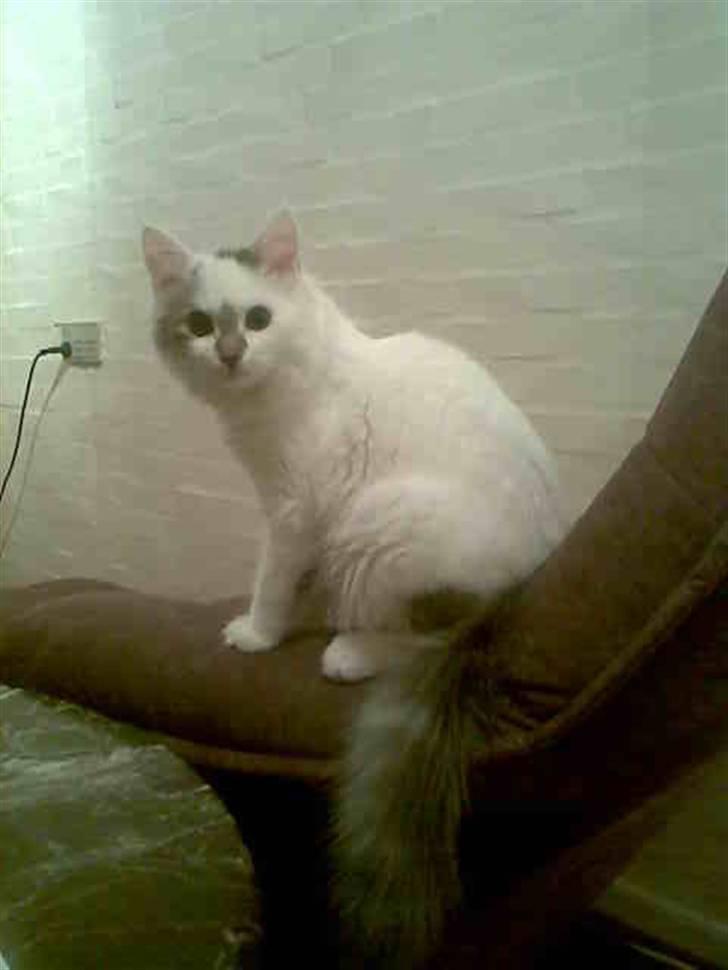 Blanding af racer Herbert billede 8