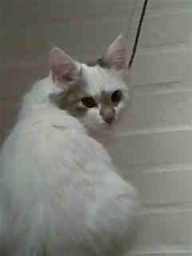 Blanding af racer Herbert - jeg har ikk nogen stor bag mor, hva snakker du om... billede 9