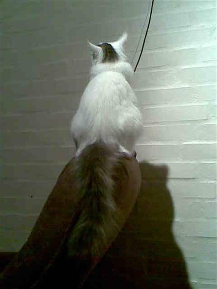 Blanding af racer Herbert - fornærmet... billede 10