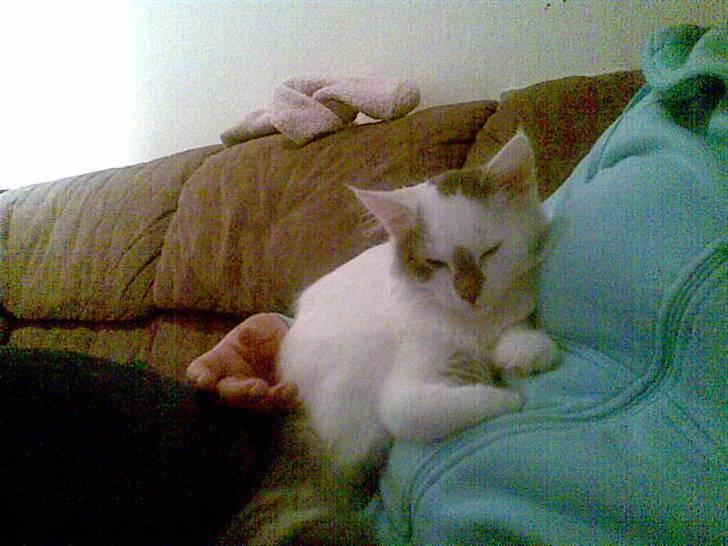 Blanding af racer Herbert - at putte ved mor er noget a det bedste jeg ved... billede 11