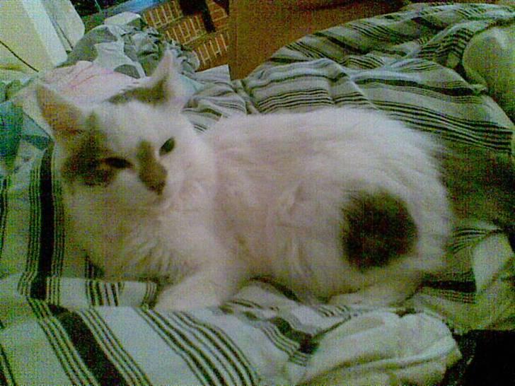 Blanding af racer Herbert billede 12