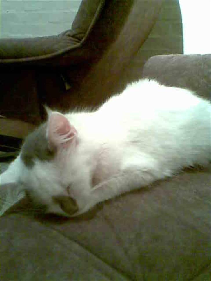 Blanding af racer Herbert billede 13