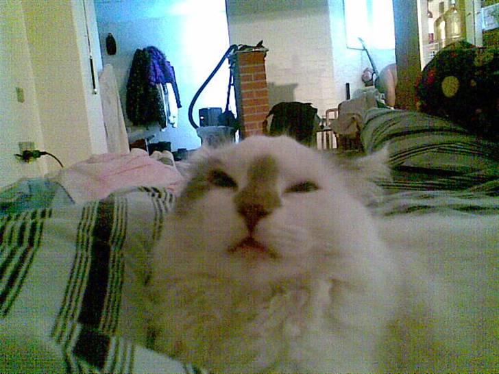 Blanding af racer Herbert - hva der skete for ham her, har jeg ingen anelse om. pludseligt så han sådan ud..  billede 14