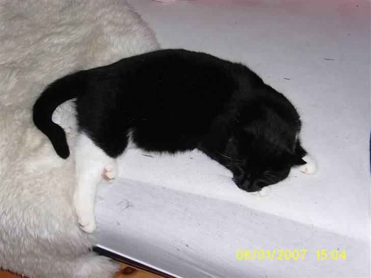 Huskat Oliver - En træt lille kat:) billede 2