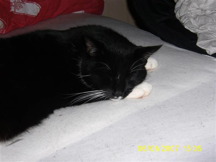 Huskat Oliver - Så er det igen putte tid for Oliver:) Det er det tit:p billede 3