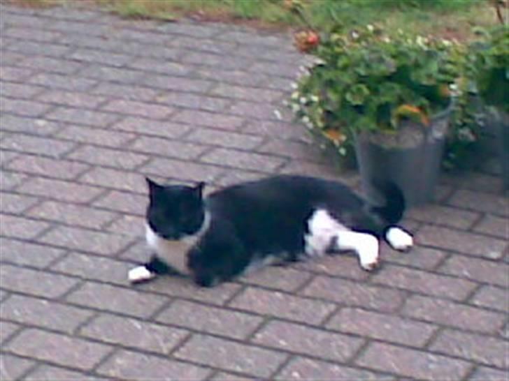 Huskat Oliver - Vejret er ikke godt men katten er skøn;) billede 5