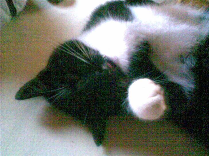 Huskat Oliver - En lidt fjollet Oliver prøver at smigre sig til nussetur ;) billede 6