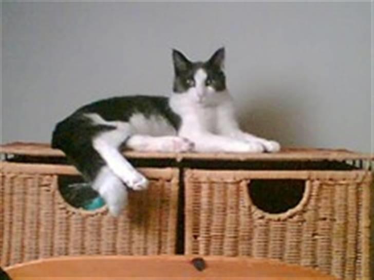 Blanding af racer Anton - Flotte Anton billede 1