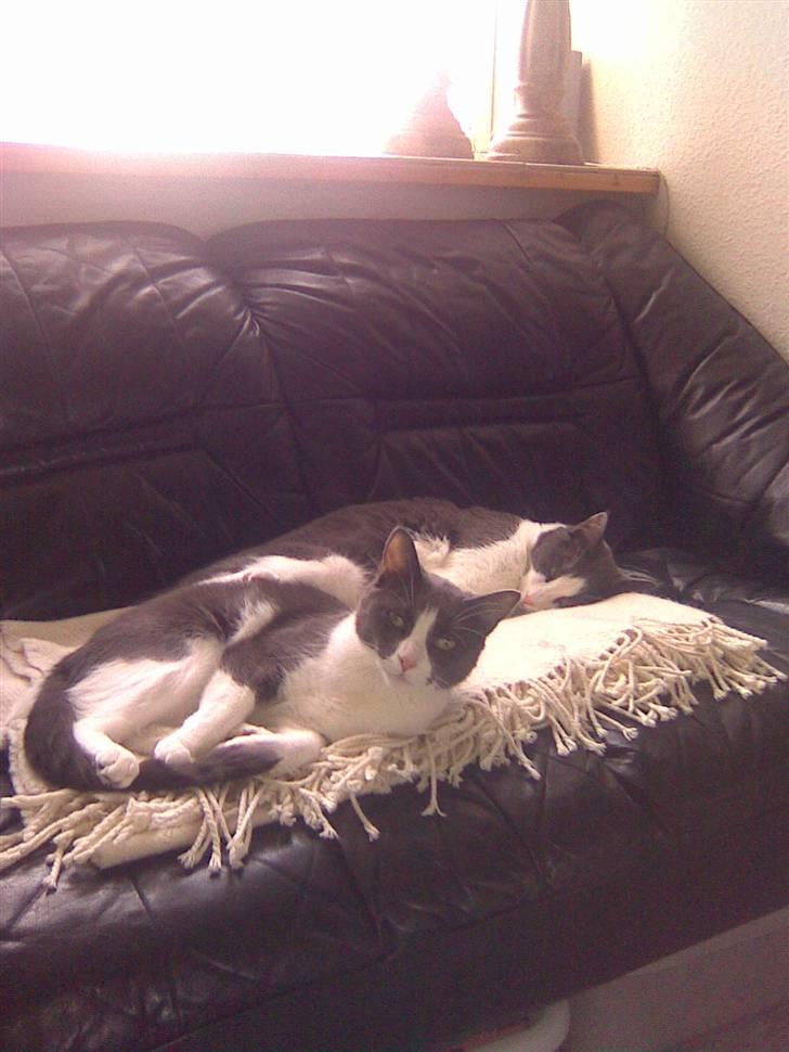 Blanding af racer Anton - putter i sofaen billede 2