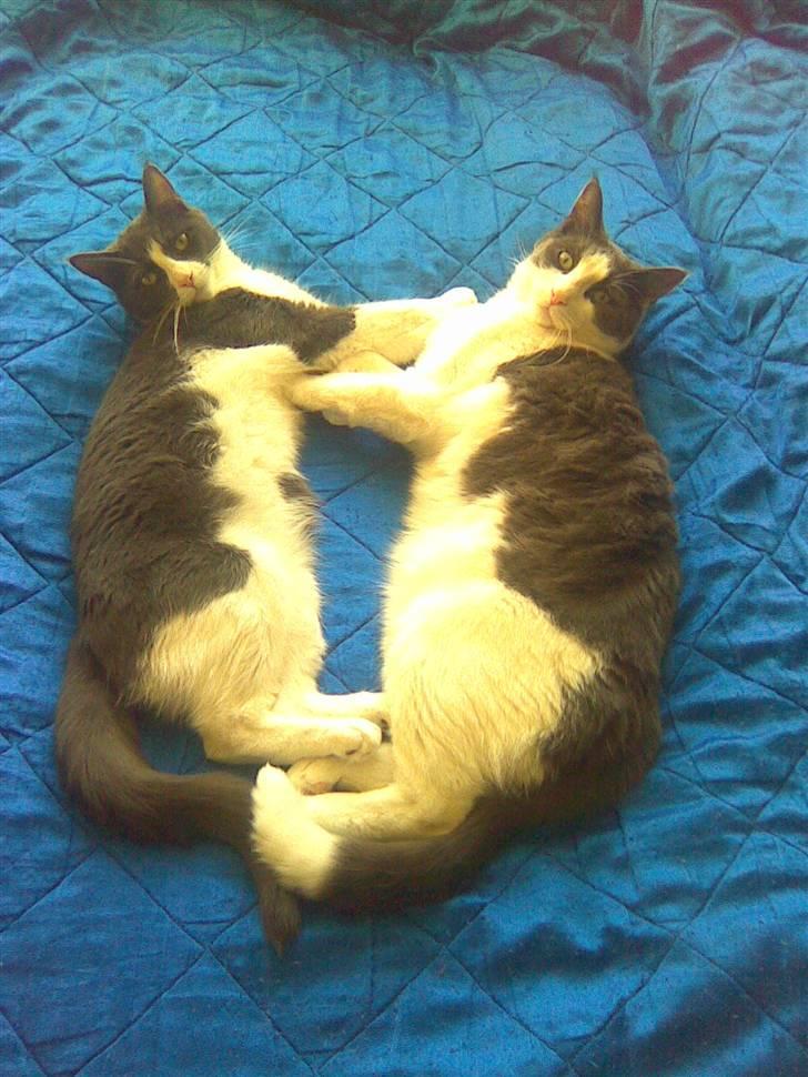 Blanding af racer Anton - søskende billede 3