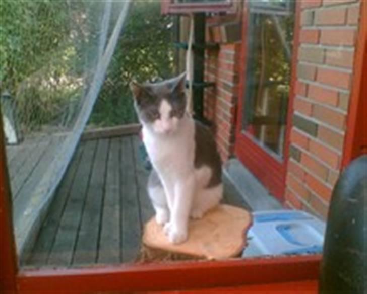 Blanding af racer Anton - vindueskatten billede 4