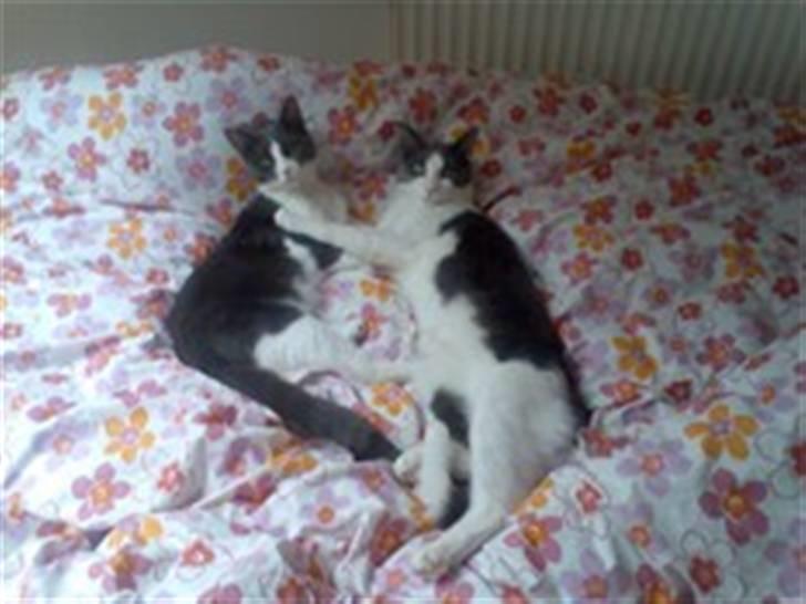 Blanding af racer Anton - Gucci og Anton billede 5