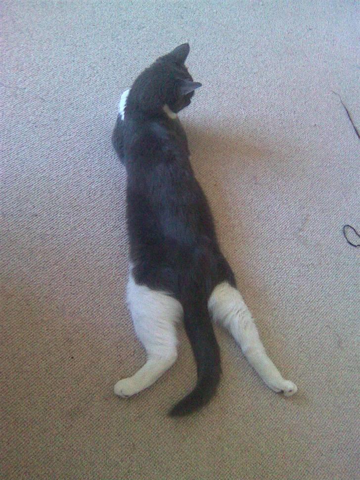 Blanding af racer Gucci billede 1