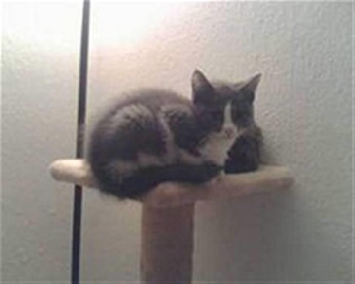 Blanding af racer Gucci billede 2