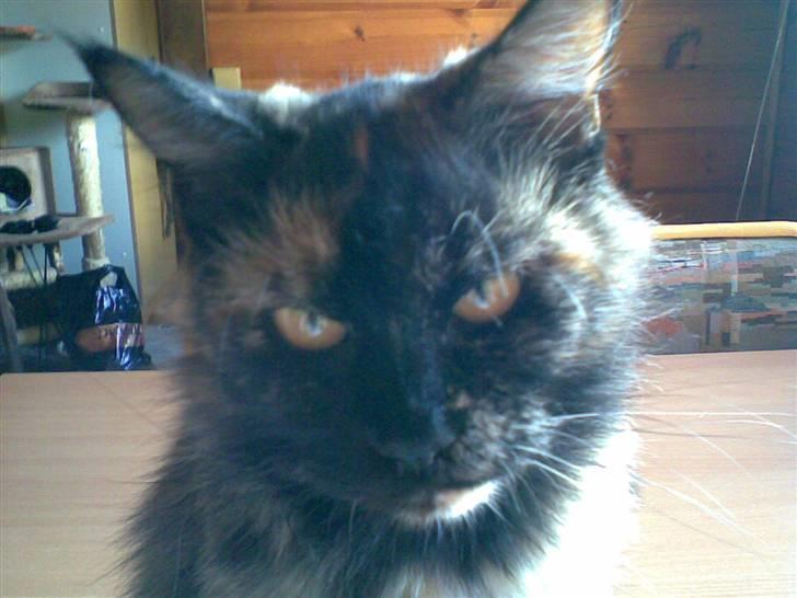 Maine Coon Tilde - En små irriteret Tilde;) Man ka bare se på hende at hun tænker: Mit hår sidder ikk godt nok! :D billede 1