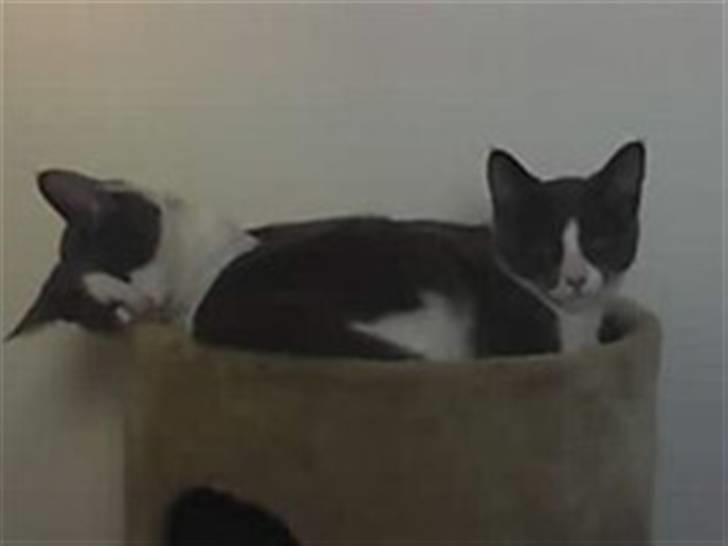 Blanding af racer Gucci billede 3