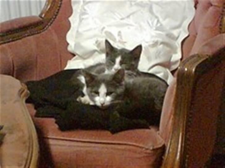 Blanding af racer Gucci billede 4