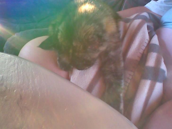 Maine Coon Tilde - Sådan sidder hun helst når man sidder i sofaen:) billede 2