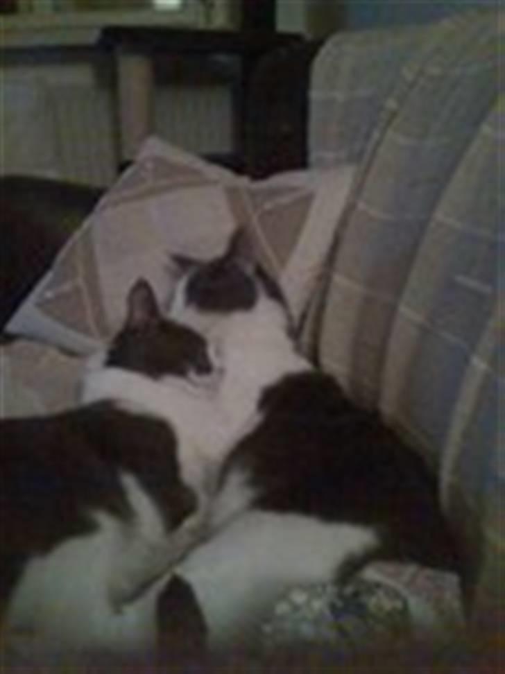 Blanding af racer Gucci billede 5