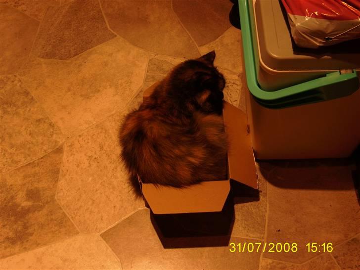 Maine Coon Tilde - Når man er træt ska man sove lige meget hvor det er ! :) billede 3