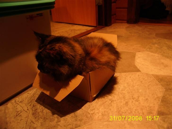 Maine Coon Tilde - Når man er træt ska man sove lige meget hvor det er ! :) billede 4